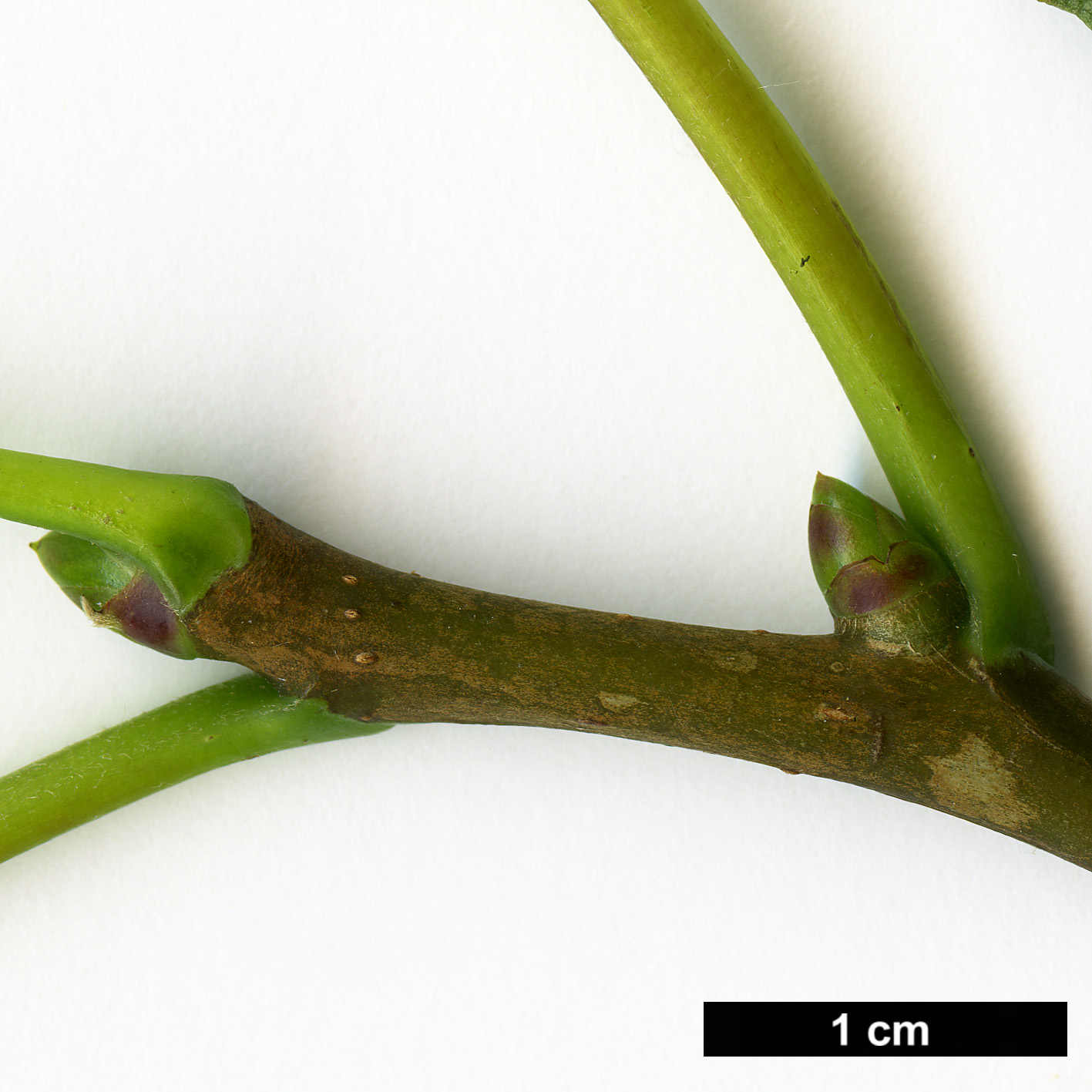 High resolution image: Family: Nyssaceae - Genus: Davidia - Taxon: involucrata - SpeciesSub: var. vilmoriniana